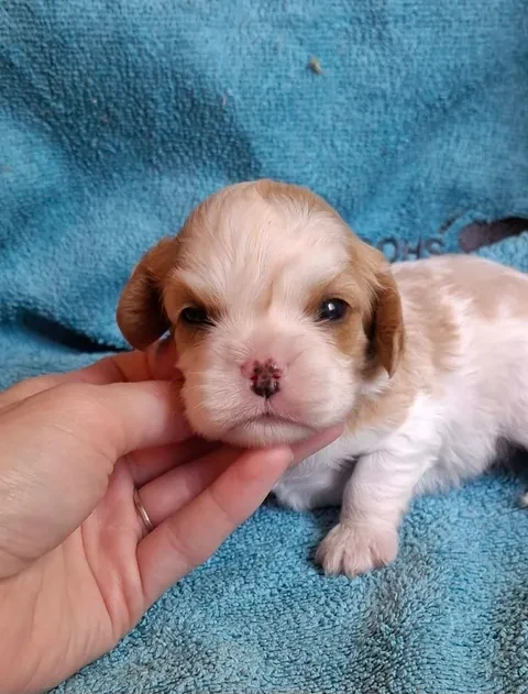 De L'Elite Du Kevezer - Chiots disponibles - Cavalier King Charles Spaniel