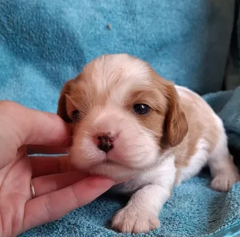 De L'Elite Du Kevezer - Chiots disponibles - Cavalier King Charles Spaniel