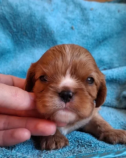De L'Elite Du Kevezer - Chiots disponibles - Cavalier King Charles Spaniel
