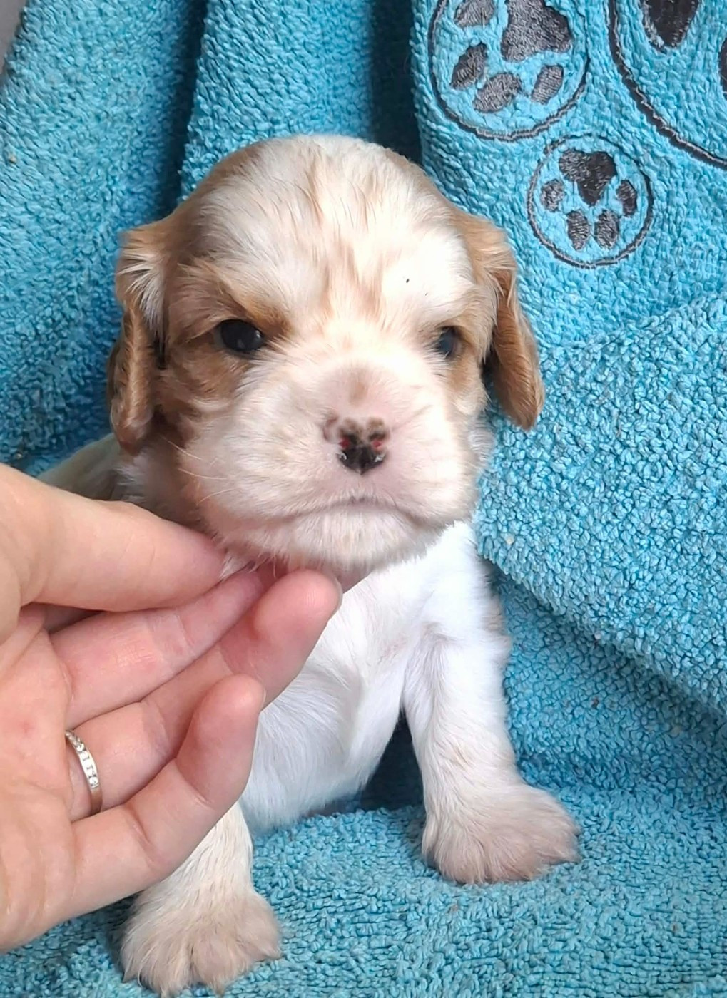 De L'Elite Du Kevezer - Chiots disponibles - Cavalier King Charles Spaniel