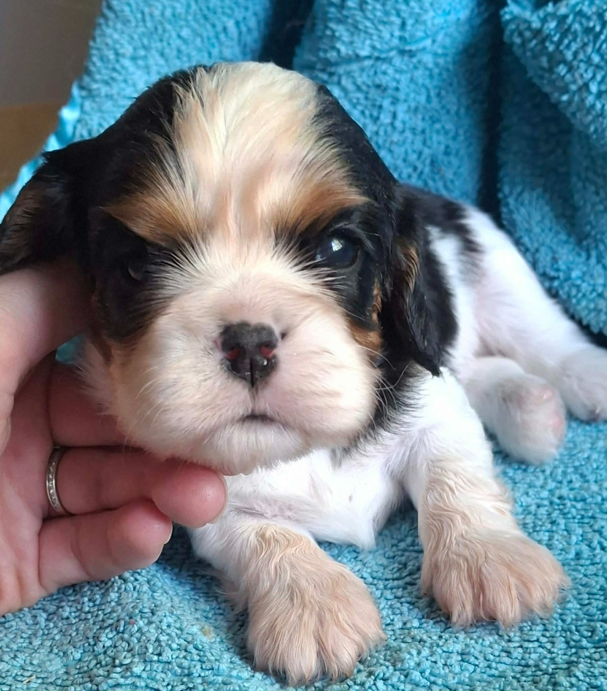De L'Elite Du Kevezer - Chiots disponibles - Cavalier King Charles Spaniel