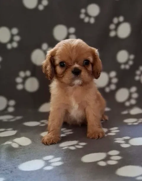 De L'Elite Du Kevezer - Chiots disponibles - Cavalier King Charles Spaniel