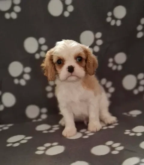 De L'Elite Du Kevezer - Chiots disponibles - Cavalier King Charles Spaniel