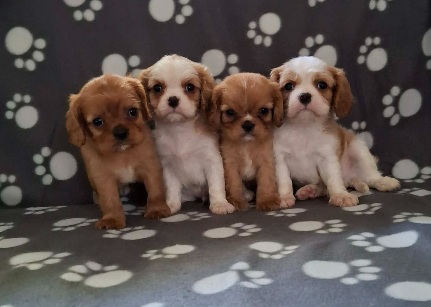 Chiot Cavalier King Charles Spaniel De L'Elite Du Kevezer