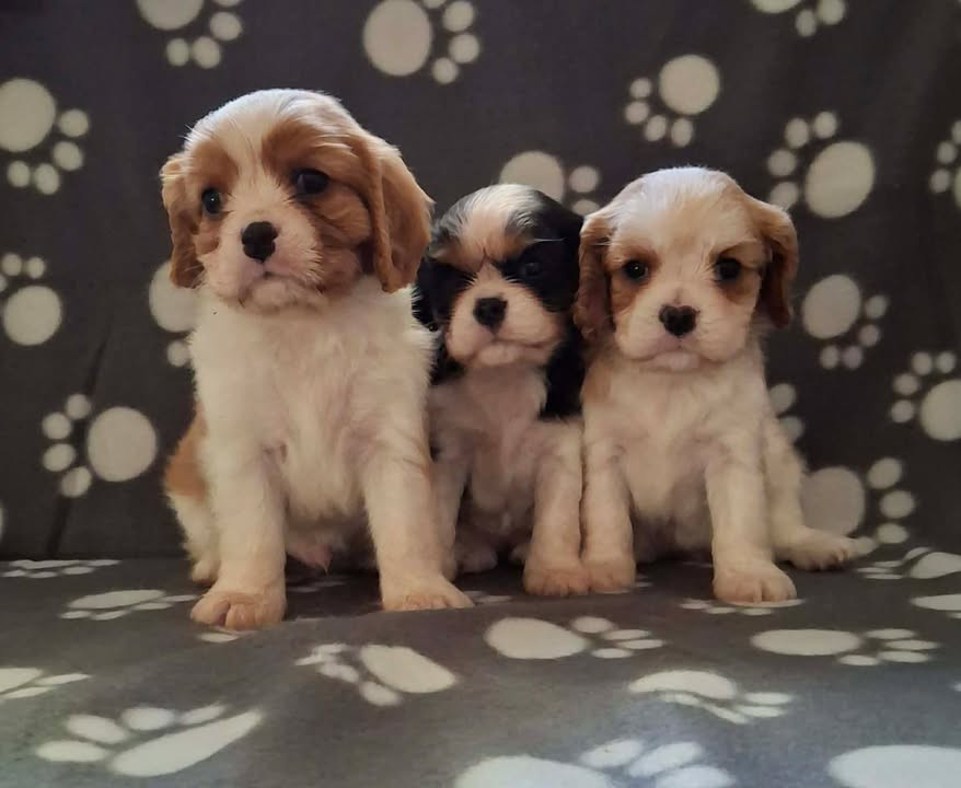 Chiot Cavalier King Charles Spaniel De L'Elite Du Kevezer