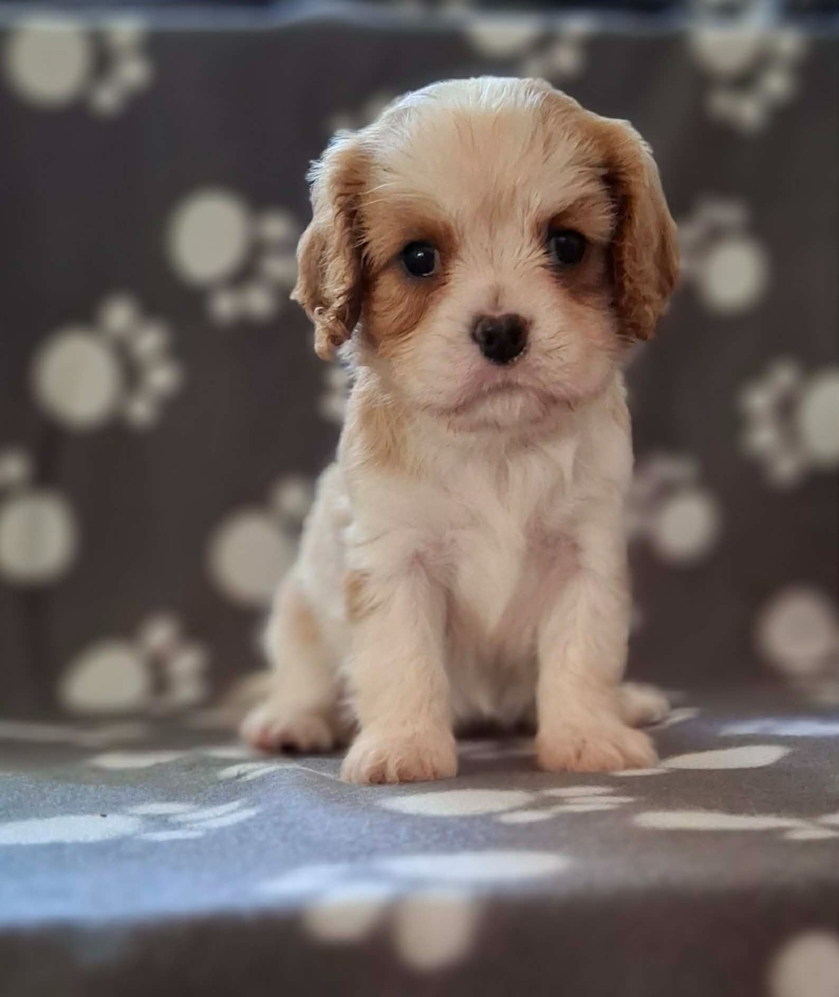 De L'Elite Du Kevezer - Chiots disponibles - Cavalier King Charles Spaniel
