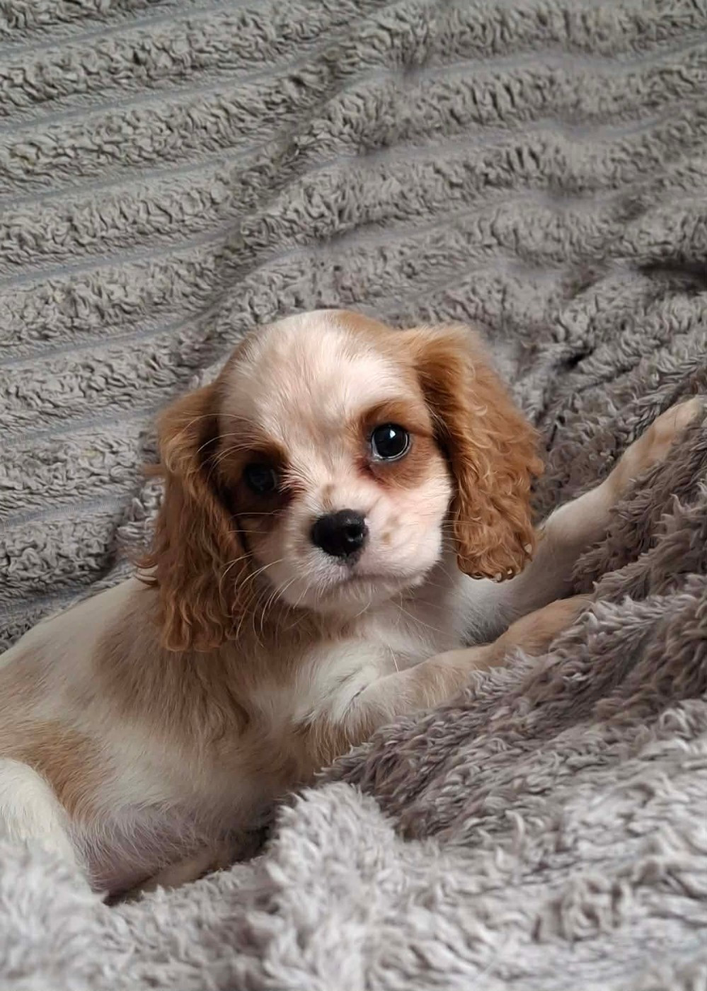 De L'Elite Du Kevezer - Chiots disponibles - Cavalier King Charles Spaniel
