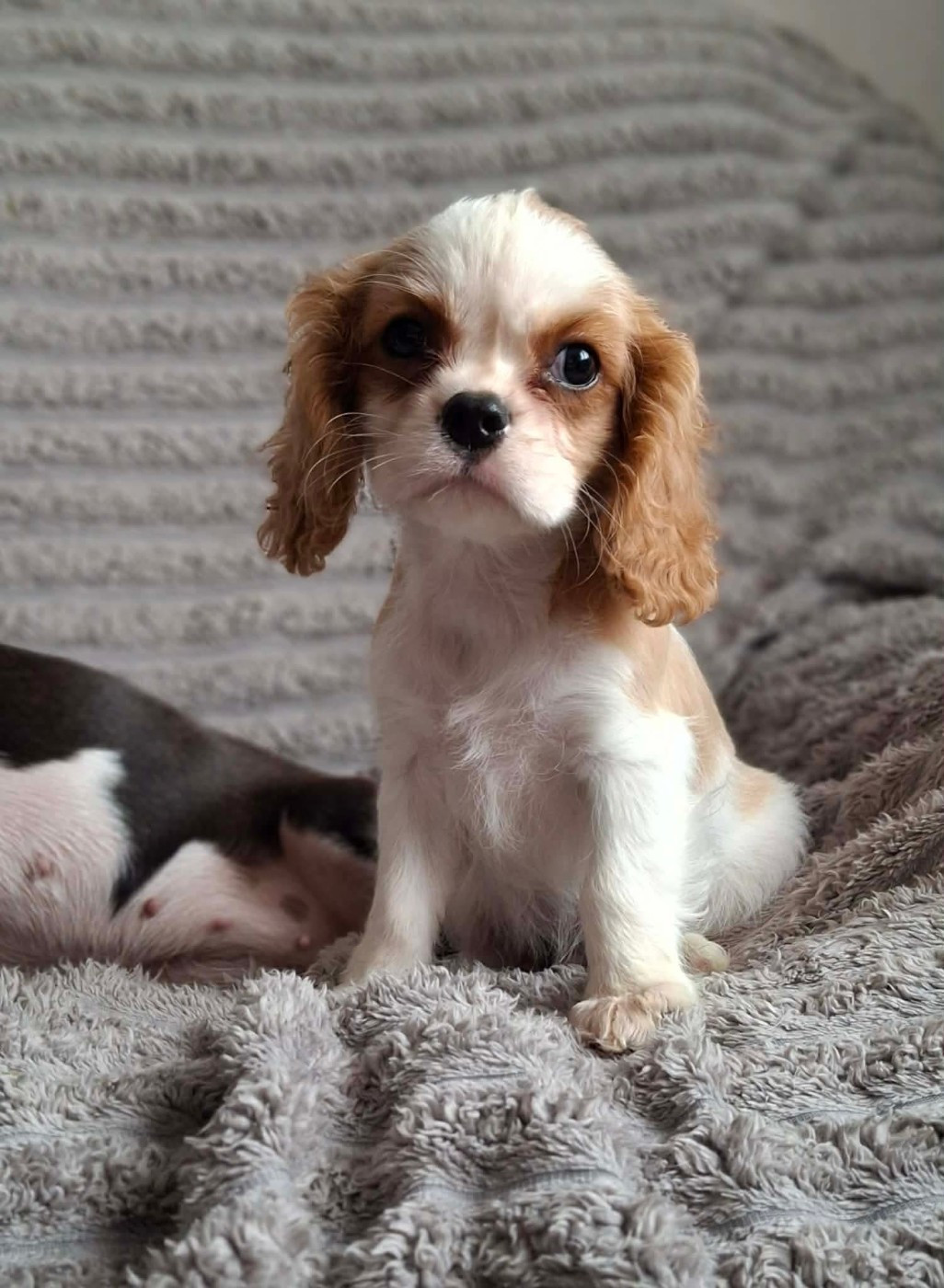 De L'Elite Du Kevezer - Chiots disponibles - Cavalier King Charles Spaniel