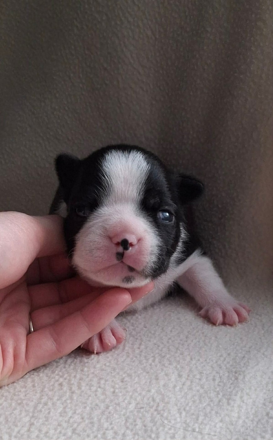 De L'Elite Du Kevezer - Chiots disponibles - Boston Terrier