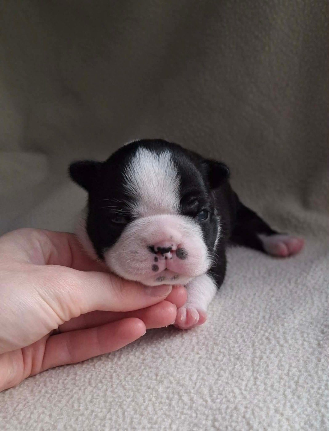 De L'Elite Du Kevezer - Chiots disponibles - Boston Terrier
