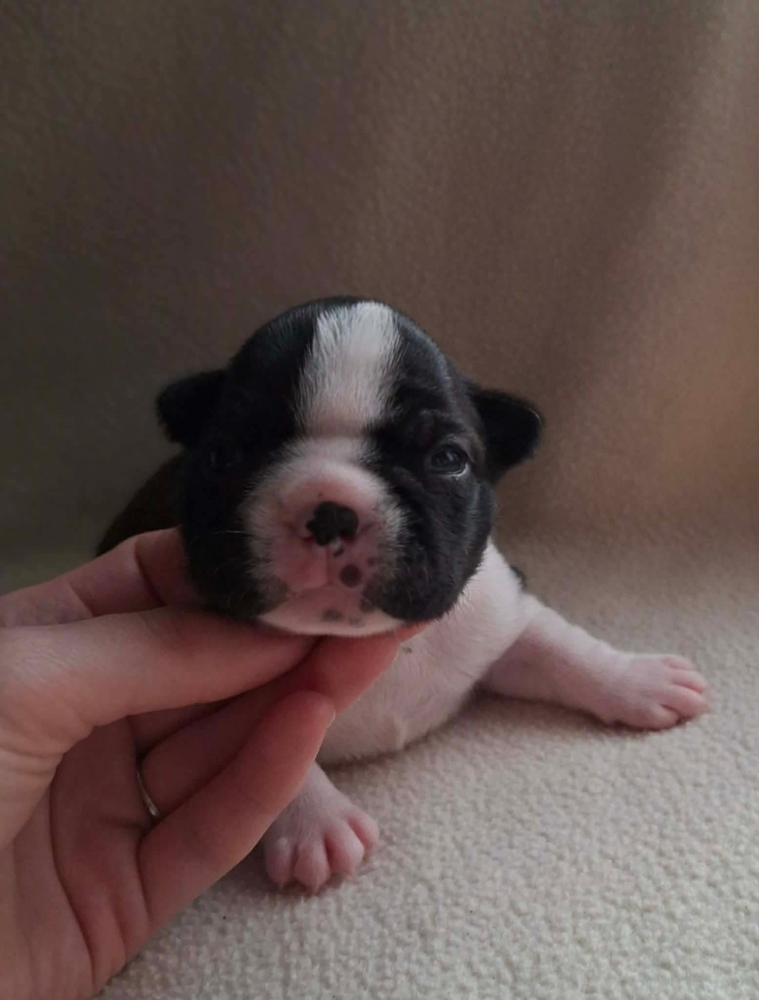 De L'Elite Du Kevezer - Chiots disponibles - Boston Terrier
