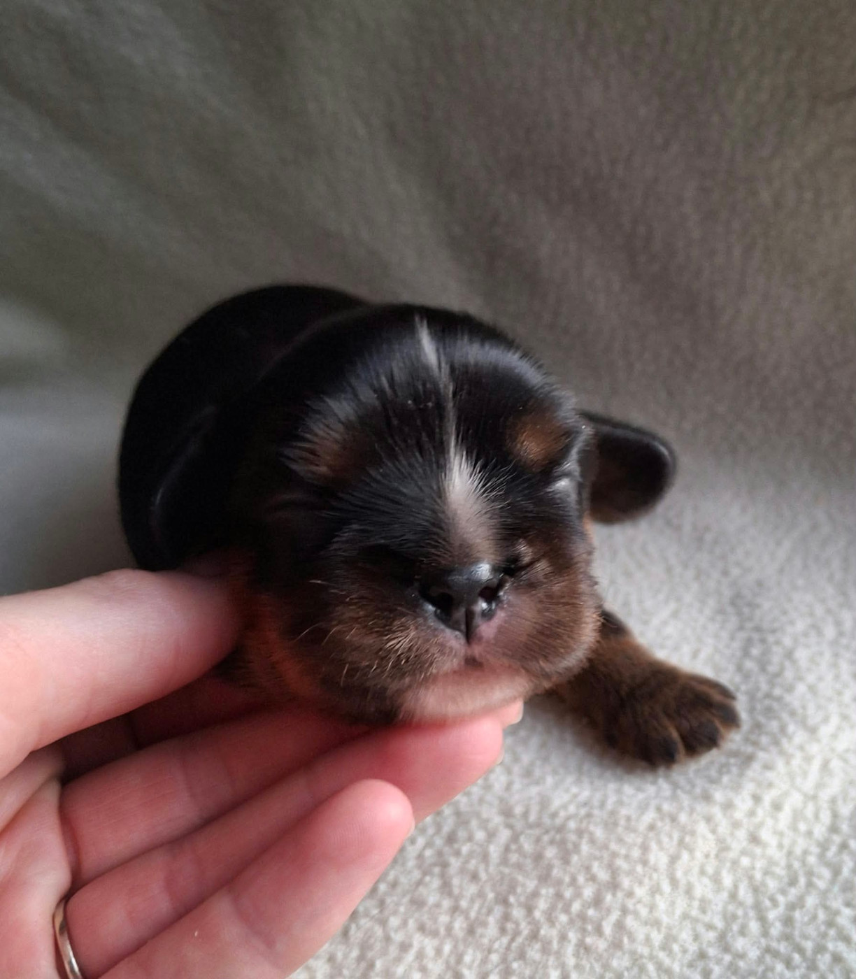 De L'Elite Du Kevezer - Chiots disponibles - Cavalier King Charles Spaniel