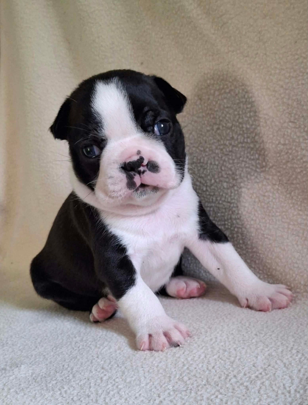 De L'Elite Du Kevezer - Chiots disponibles - Boston Terrier