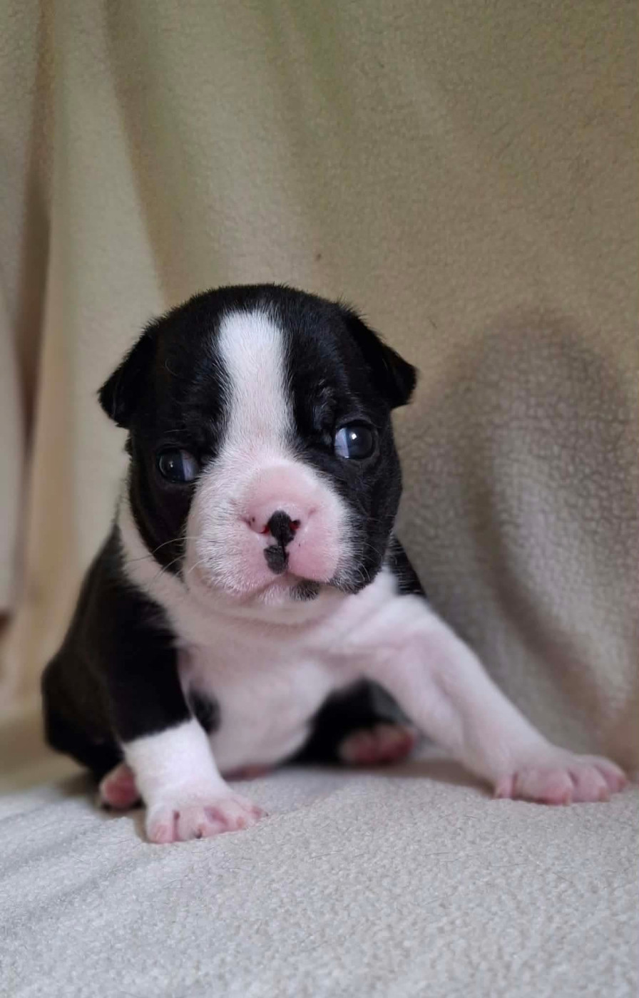 De L'Elite Du Kevezer - Chiots disponibles - Boston Terrier