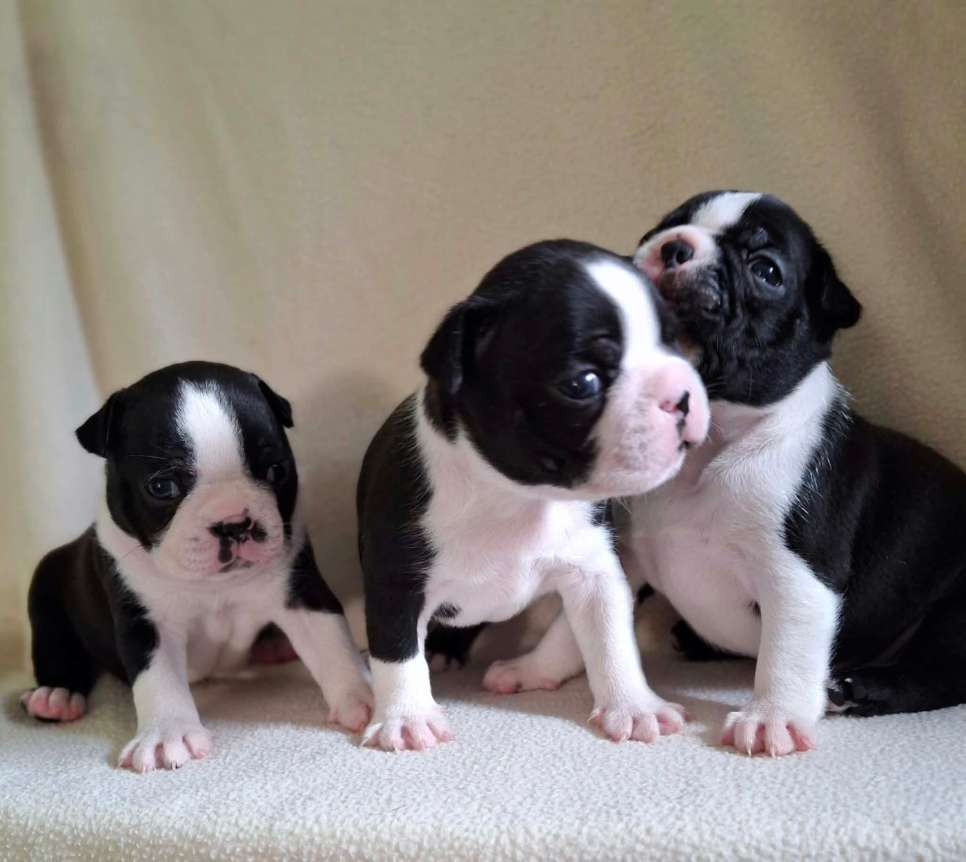 De L'Elite Du Kevezer - Boston Terrier - Portée née le 05/09/2026