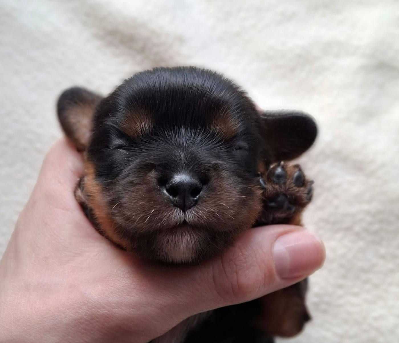 De L'Elite Du Kevezer - Chiots disponibles - Cavalier King Charles Spaniel