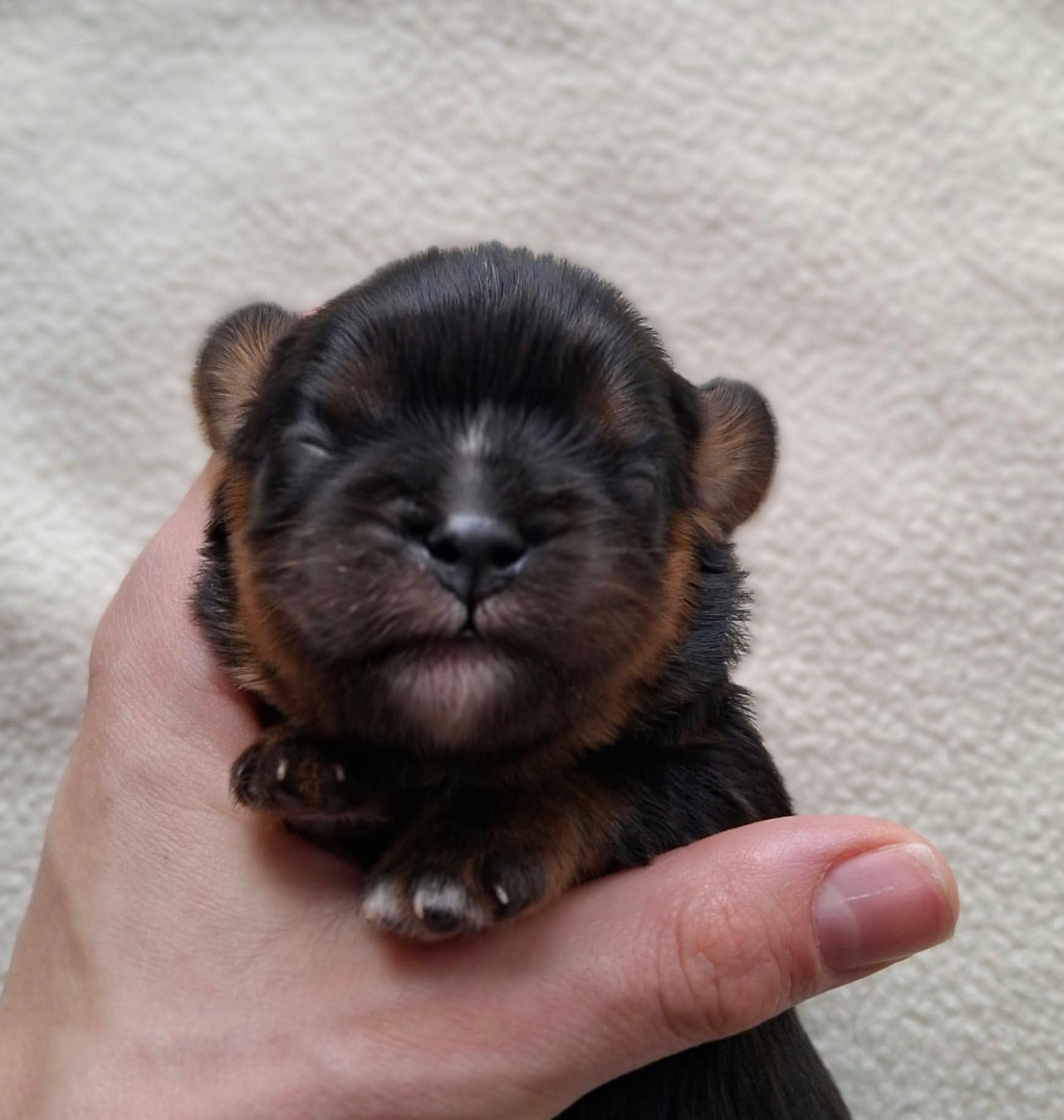 De L'Elite Du Kevezer - Chiots disponibles - Cavalier King Charles Spaniel