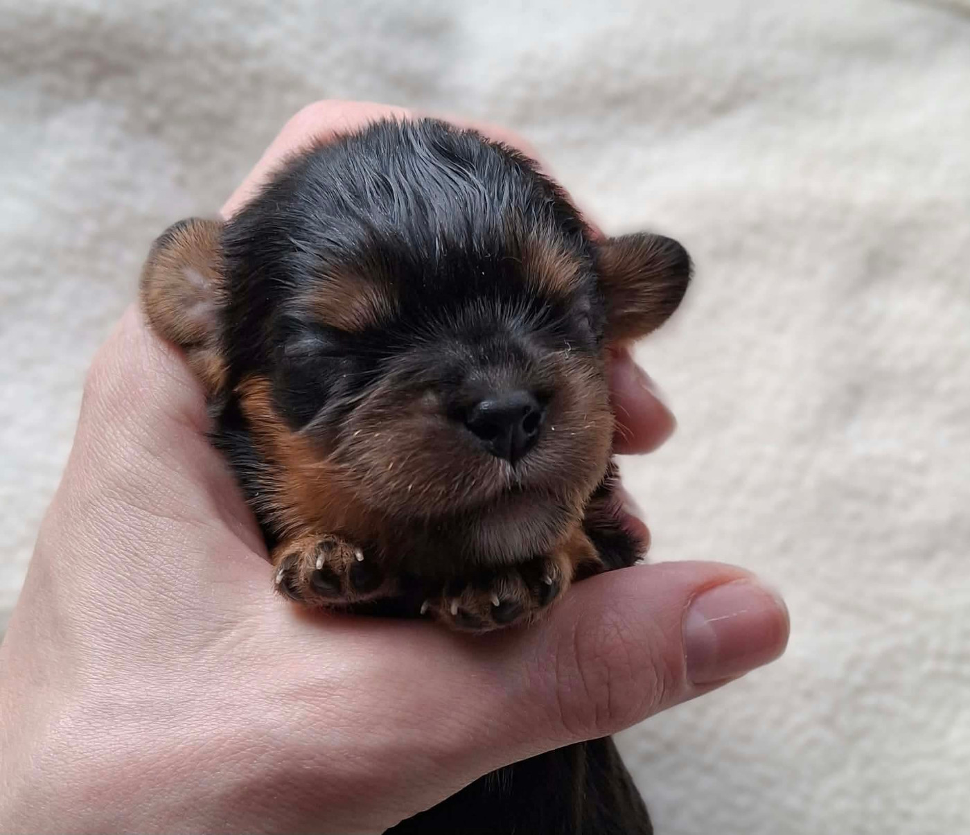 De L'Elite Du Kevezer - Chiots disponibles - Cavalier King Charles Spaniel