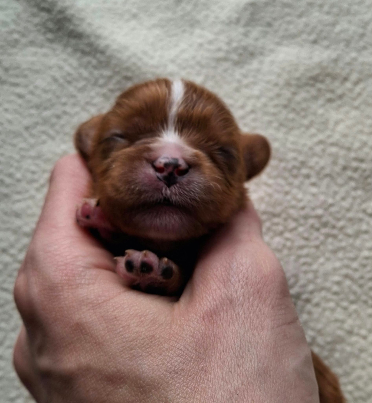 De L'Elite Du Kevezer - Chiots disponibles - Cavalier King Charles Spaniel