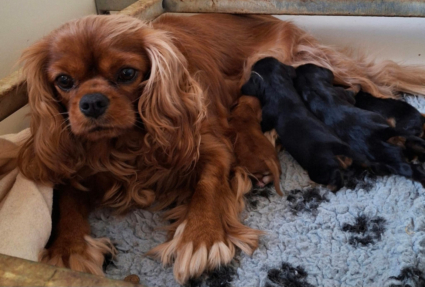 Chiot Cavalier King Charles Spaniel De L'Elite Du Kevezer