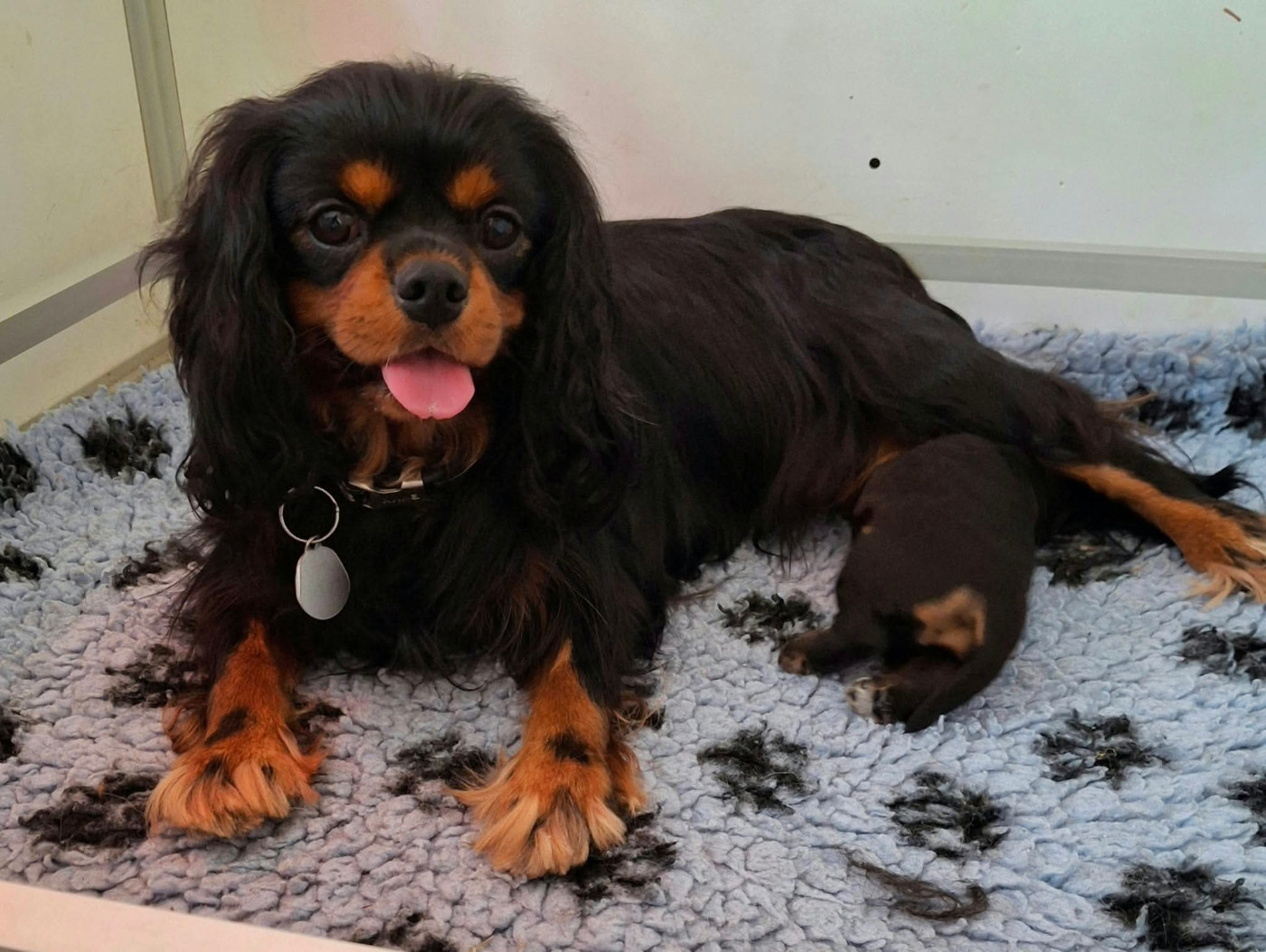 De L'Elite Du Kevezer - Cavalier King Charles Spaniel - Portée née le 14/09/2026