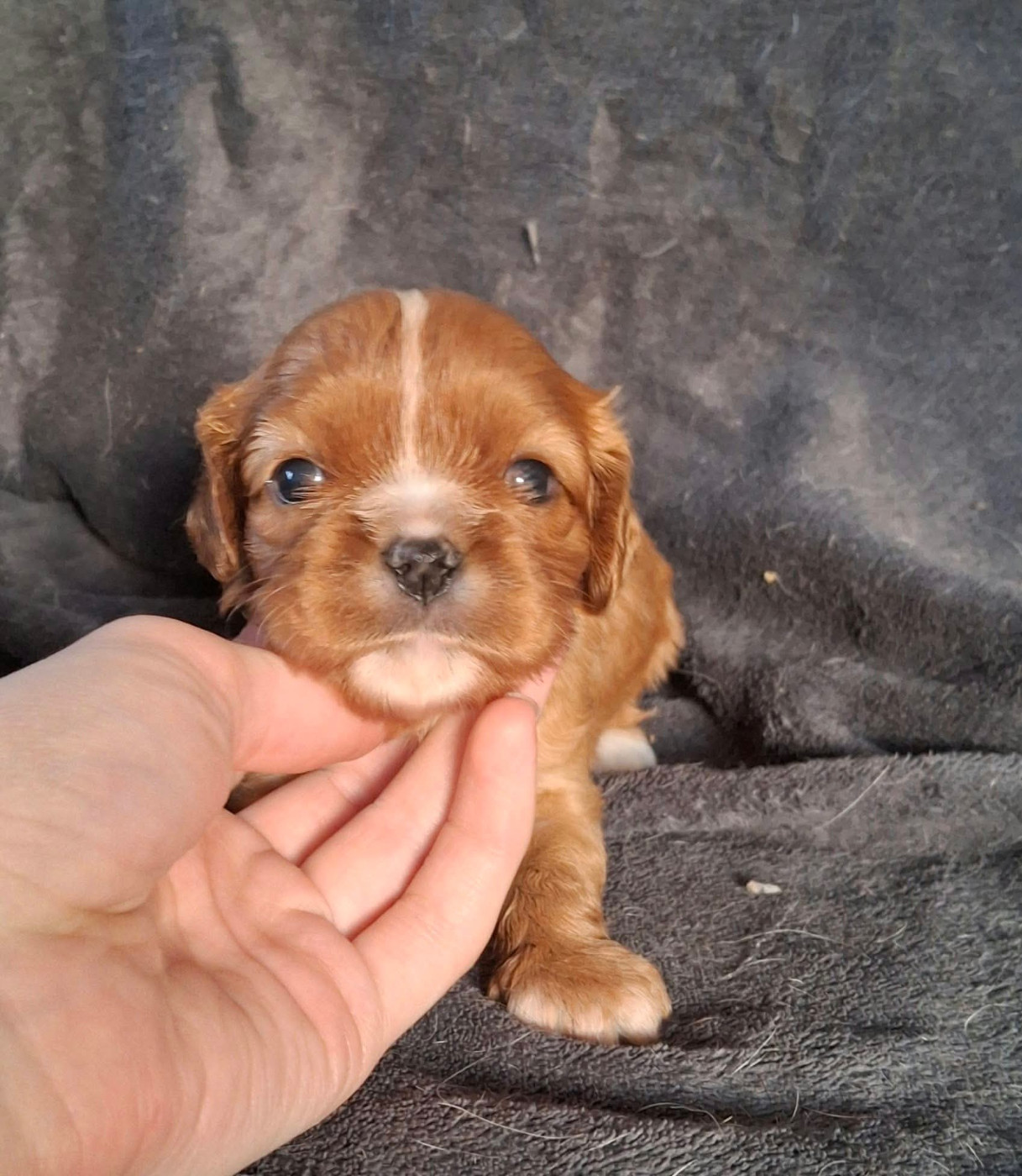 De L'Elite Du Kevezer - Chiots disponibles - Cavalier King Charles Spaniel