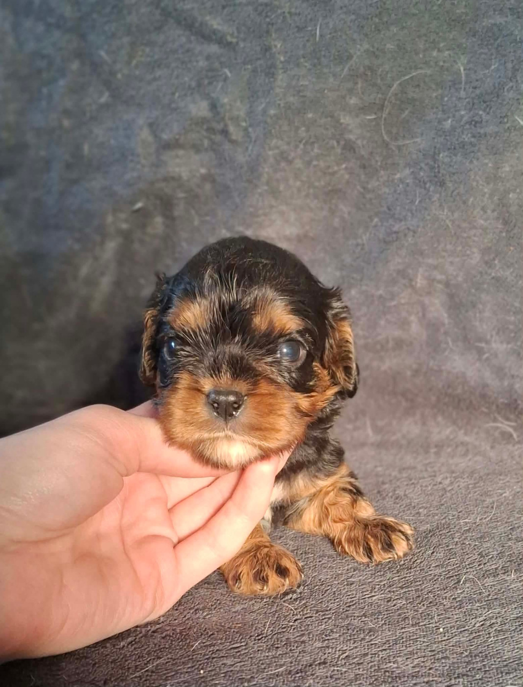 De L'Elite Du Kevezer - Chiots disponibles - Cavalier King Charles Spaniel
