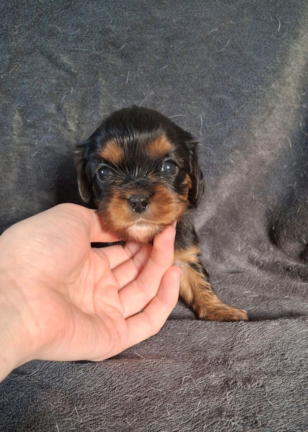 De L'Elite Du Kevezer - Chiots disponibles - Cavalier King Charles Spaniel