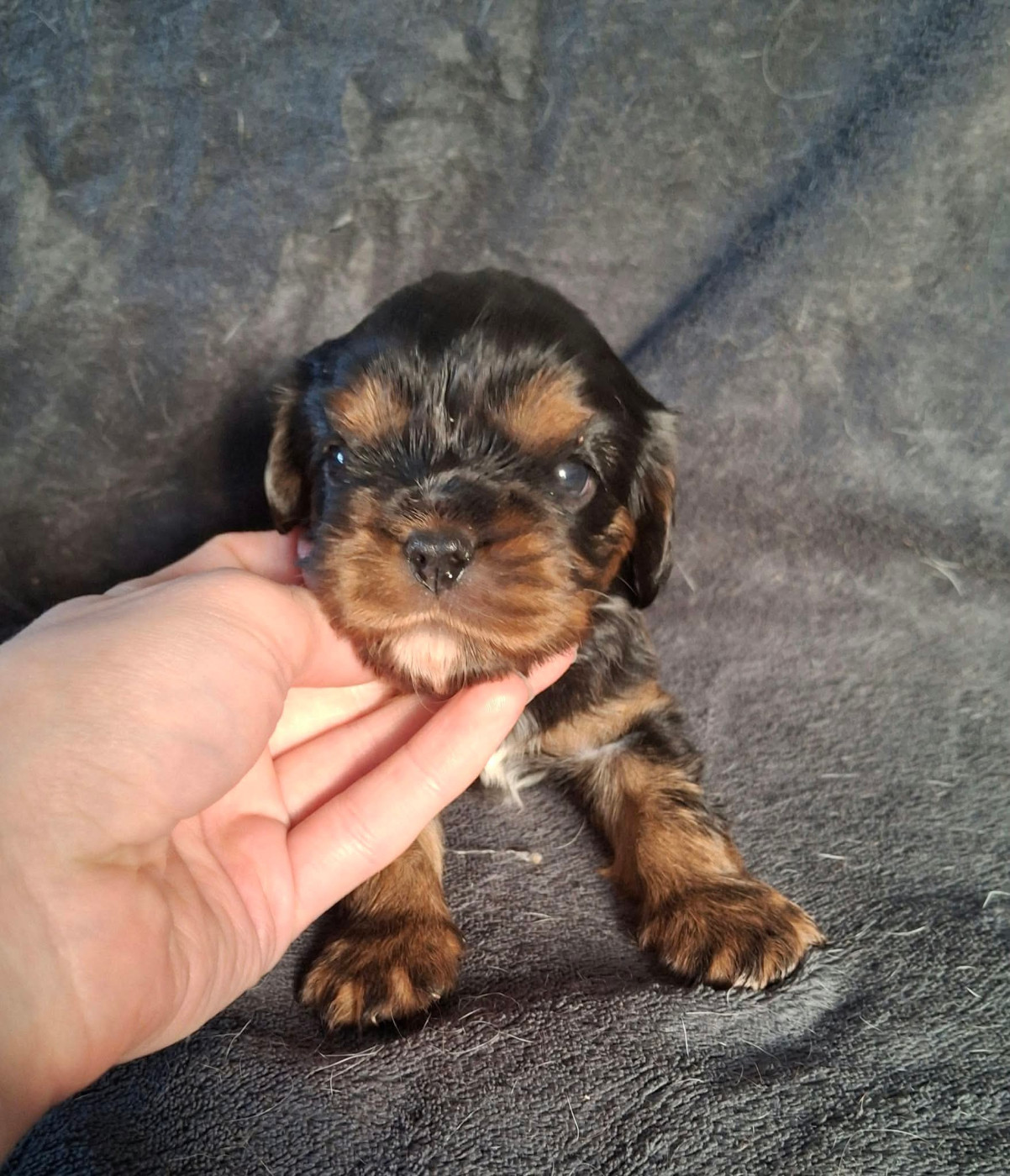De L'Elite Du Kevezer - Chiots disponibles - Cavalier King Charles Spaniel