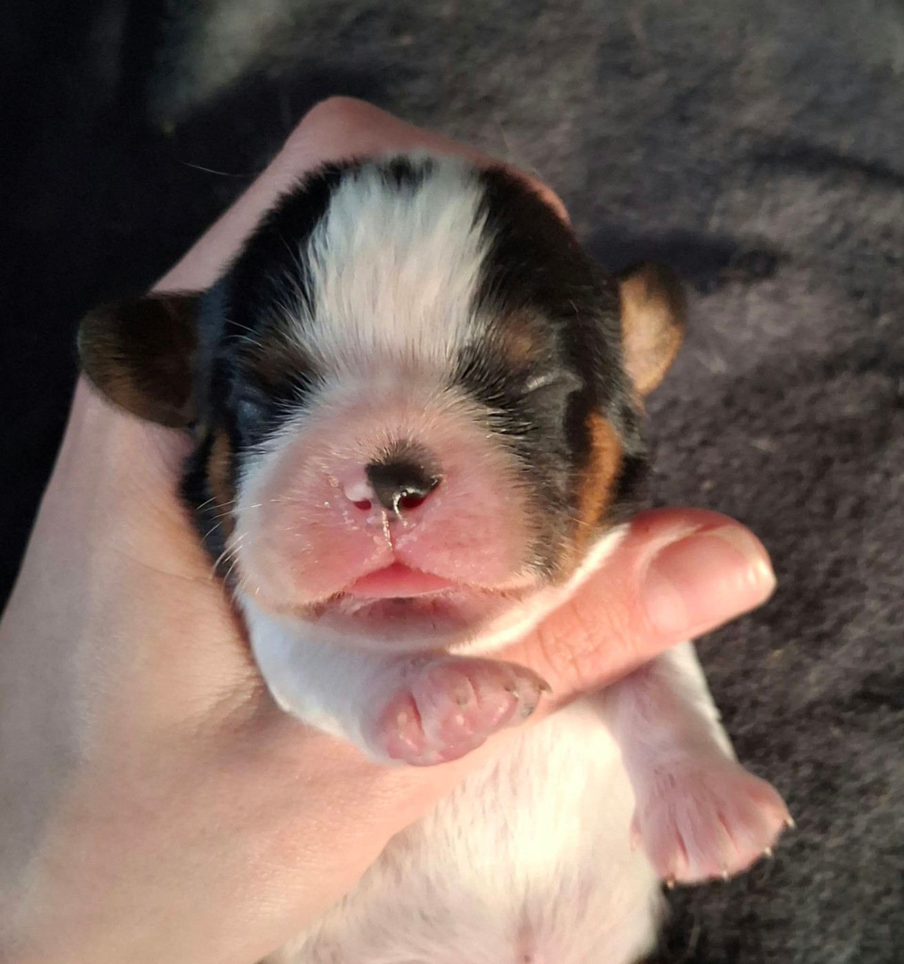 De L'Elite Du Kevezer - Chiots disponibles - Cavalier King Charles Spaniel