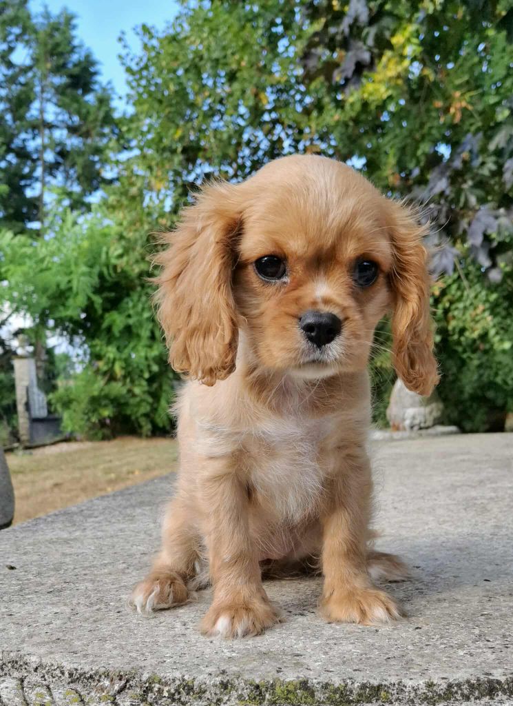 De L'Elite Du Kevezer - Chiots disponibles - Cavalier King Charles Spaniel