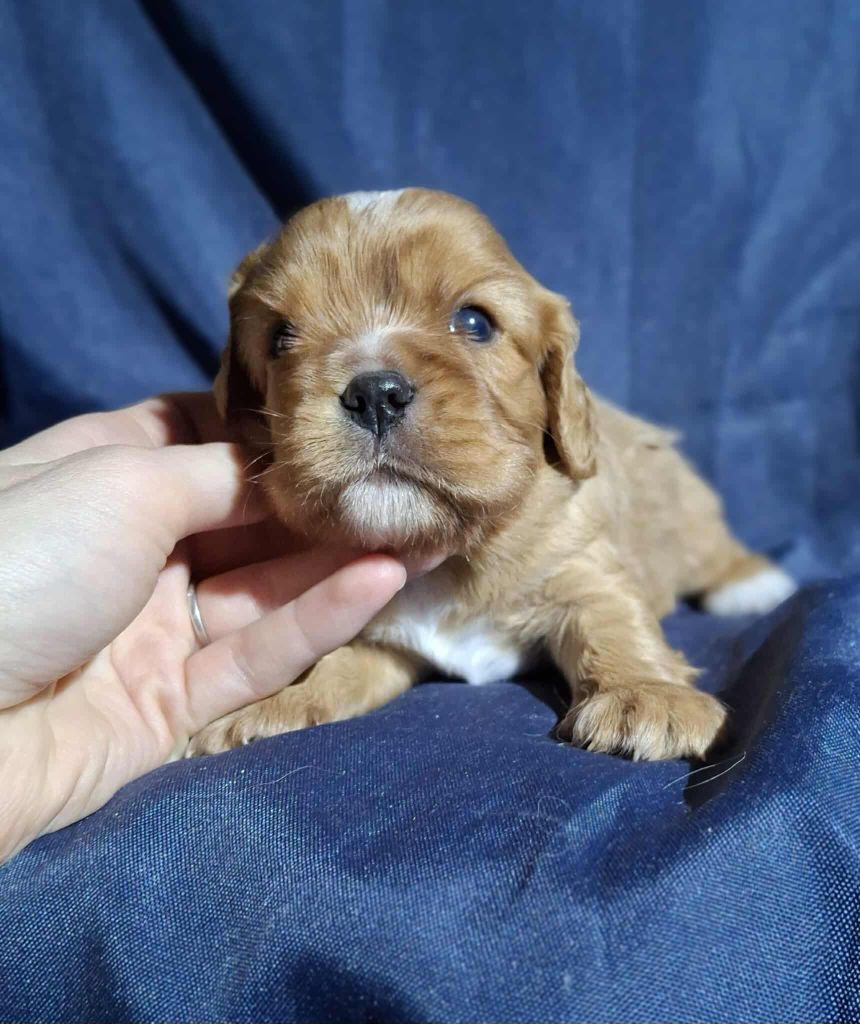 De L'Elite Du Kevezer - Chiots disponibles - Cavalier King Charles Spaniel