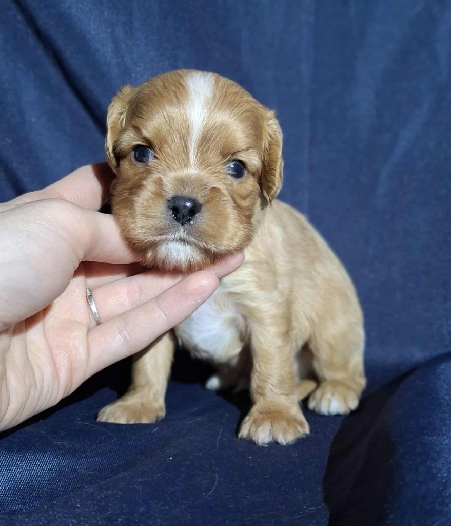 De L'Elite Du Kevezer - Chiots disponibles - Cavalier King Charles Spaniel