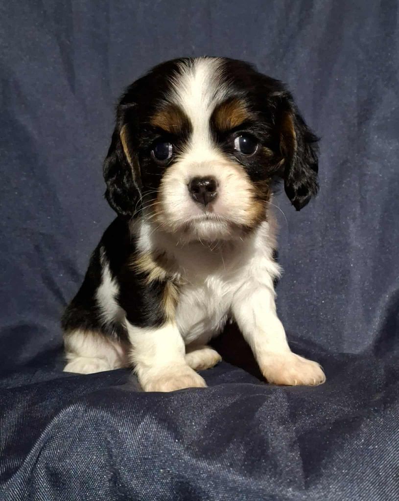 De L'Elite Du Kevezer - Chiots disponibles - Cavalier King Charles Spaniel