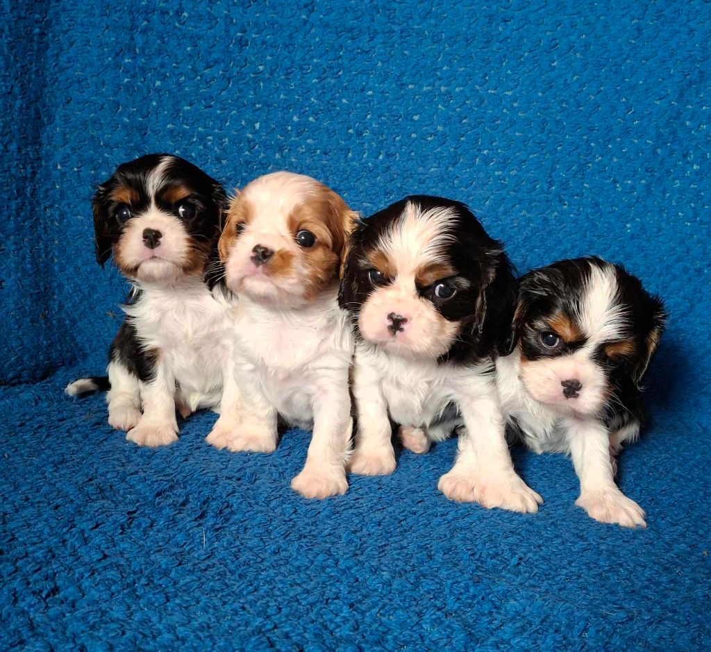 Chiot Cavalier King Charles Spaniel De L'Elite Du Kevezer