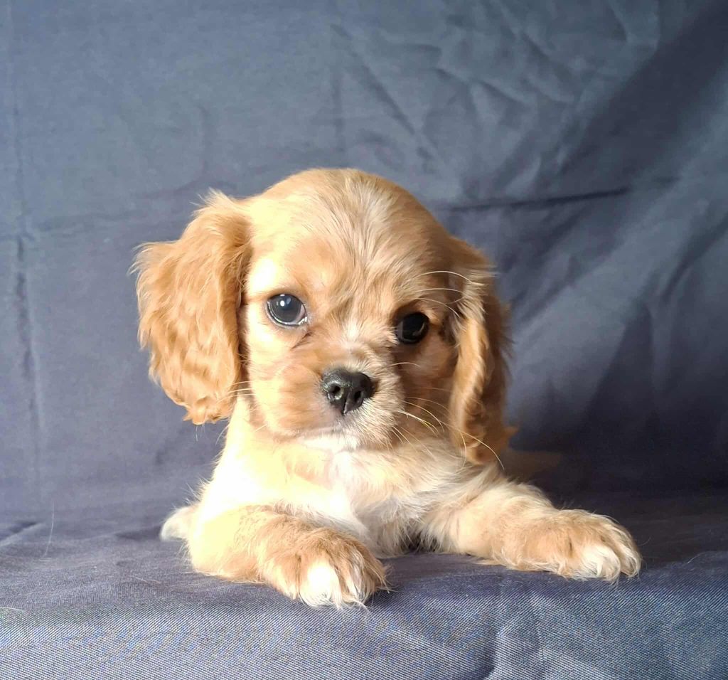 De L'Elite Du Kevezer - Chiots disponibles - Cavalier King Charles Spaniel