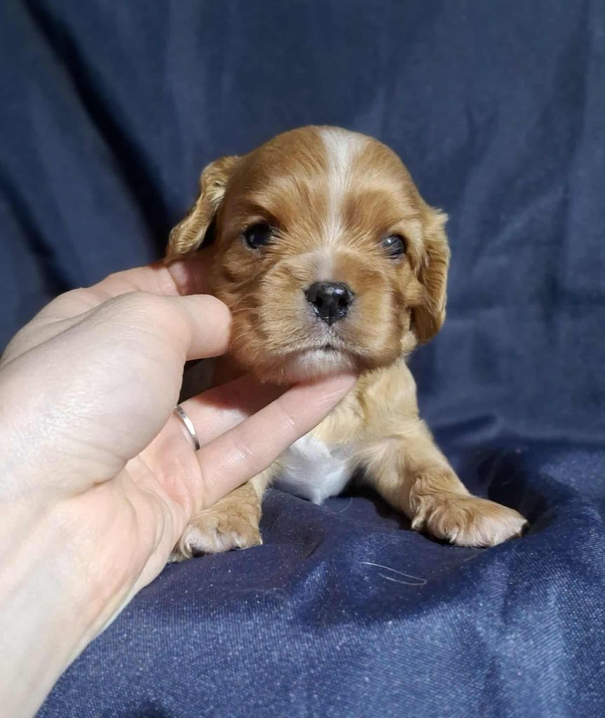 De L'Elite Du Kevezer - Chiots disponibles - Cavalier King Charles Spaniel