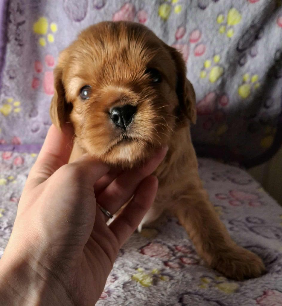 De L'Elite Du Kevezer - Chiots disponibles - Cavalier King Charles Spaniel