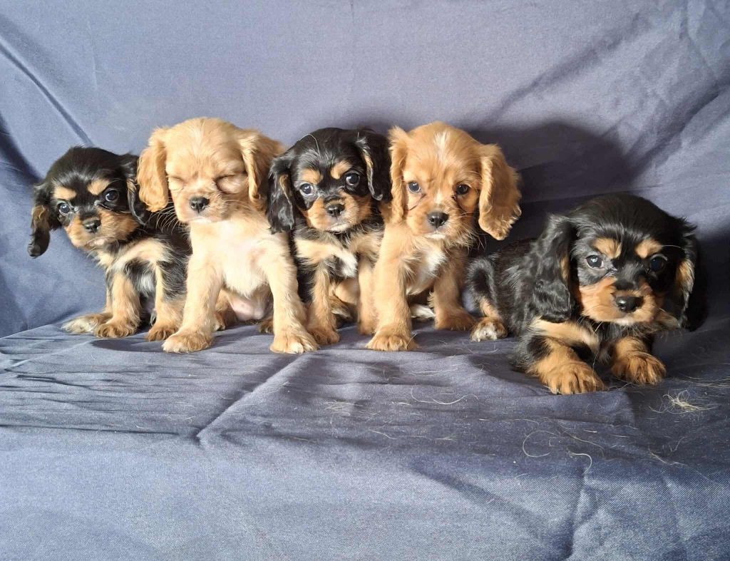 De L'Elite Du Kevezer - Cavalier King Charles Spaniel - Portée née le 09/05/2025