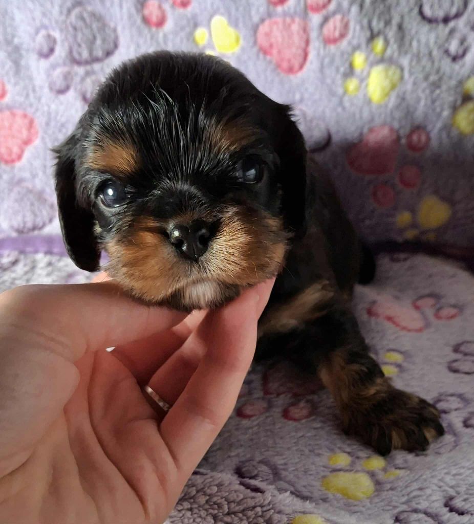 De L'Elite Du Kevezer - Chiots disponibles - Cavalier King Charles Spaniel