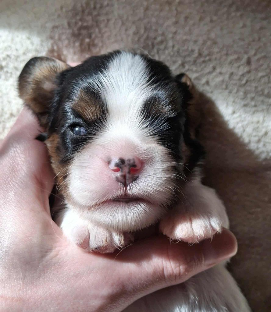 De L'Elite Du Kevezer - Chiots disponibles - Cavalier King Charles Spaniel