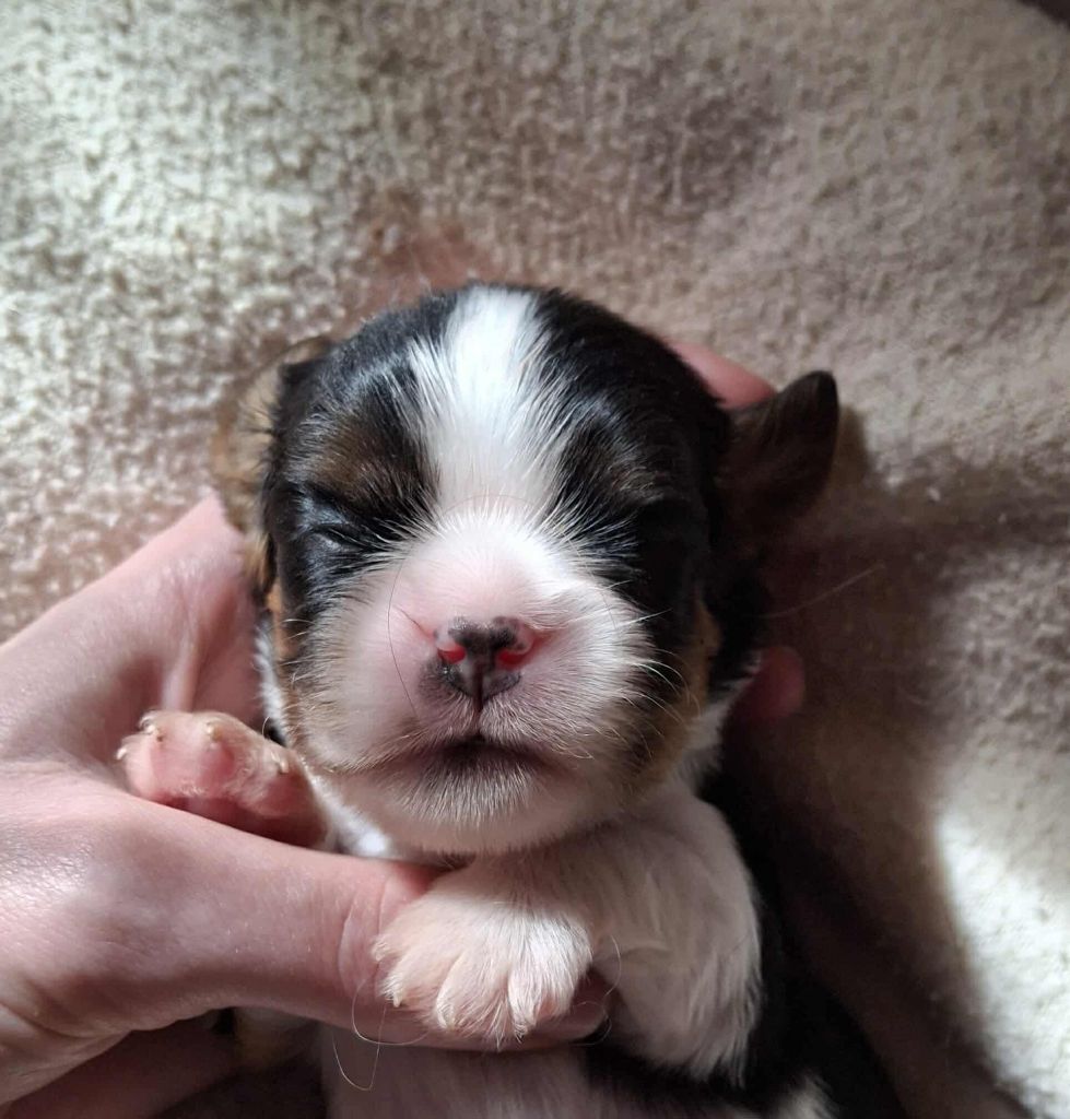De L'Elite Du Kevezer - Chiots disponibles - Cavalier King Charles Spaniel
