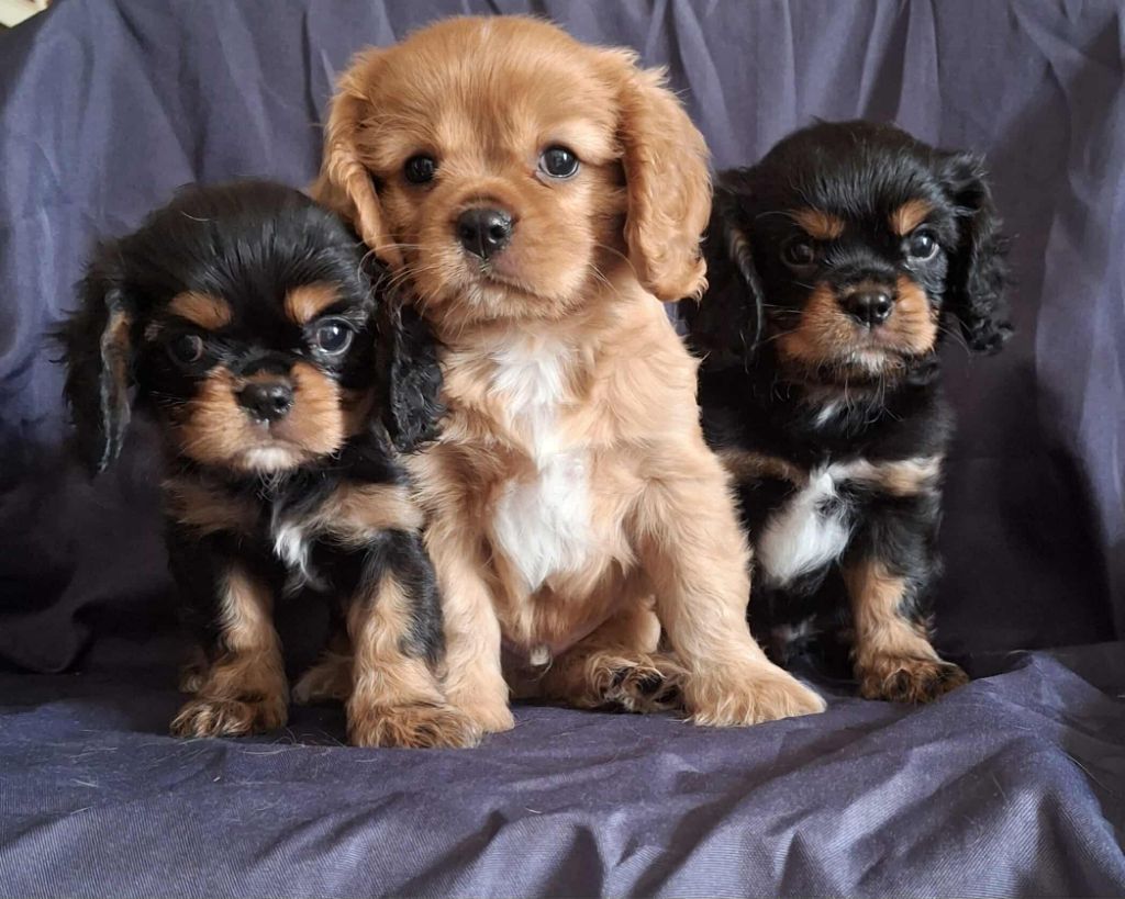 De L'Elite Du Kevezer - Cavalier King Charles Spaniel - Portée née le 05/07/2025