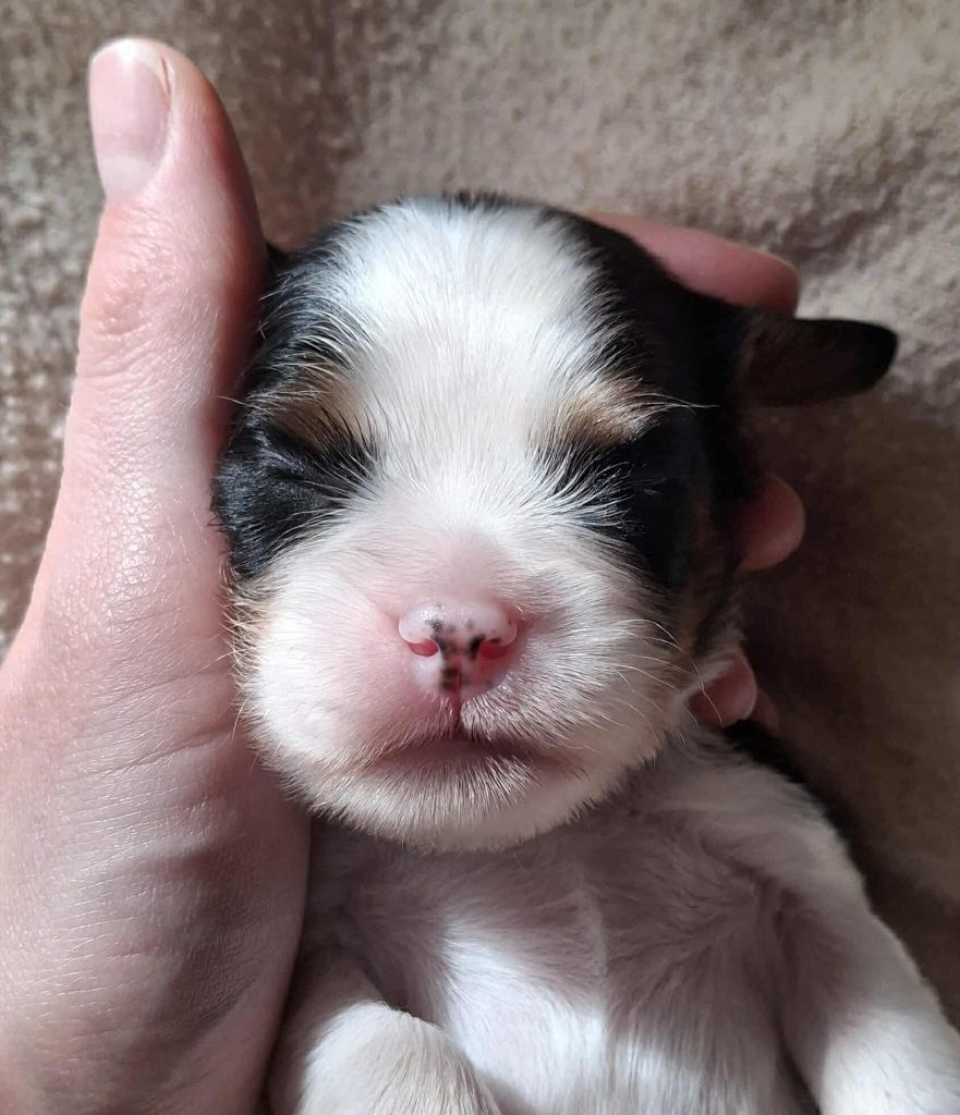 De L'Elite Du Kevezer - Chiots disponibles - Cavalier King Charles Spaniel