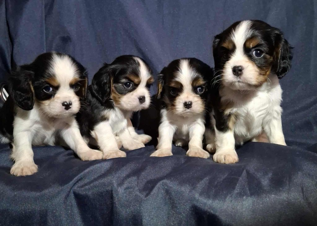 De L'Elite Du Kevezer - Cavalier King Charles Spaniel - Portée née le 11/09/2025
