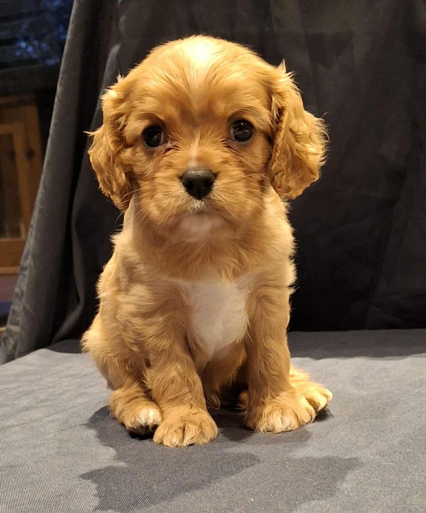 De L'Elite Du Kevezer - Chiots disponibles - Cavalier King Charles Spaniel