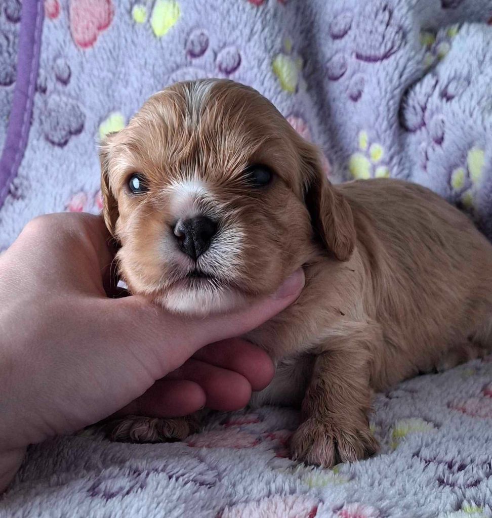 De L'Elite Du Kevezer - Chiots disponibles - Cavalier King Charles Spaniel