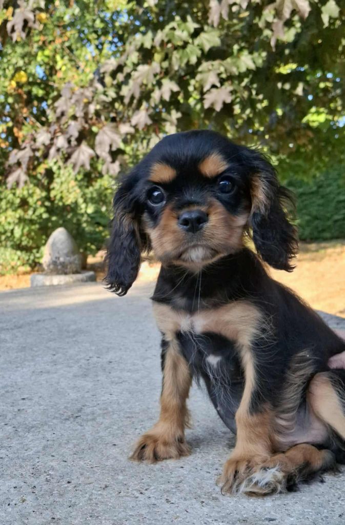 De L'Elite Du Kevezer - Chiots disponibles - Cavalier King Charles Spaniel