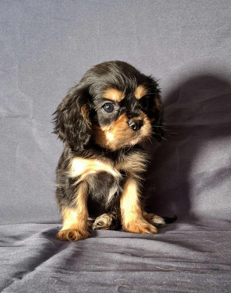 De L'Elite Du Kevezer - Chiots disponibles - Cavalier King Charles Spaniel