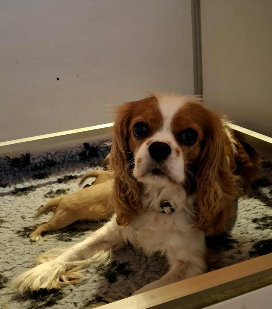Chiot Cavalier King Charles Spaniel De L'Elite Du Kevezer